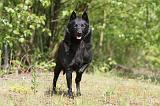 SCHIPPERKE 282